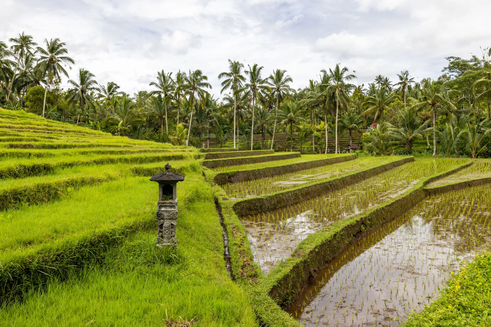 Green terraced rice fields with palm trees on a hillside near Ubud in Bali under morning sunlight