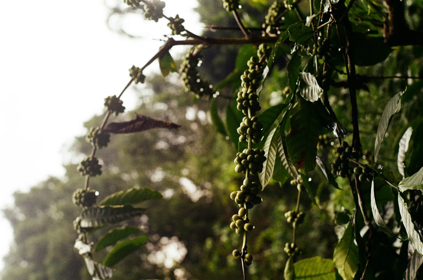 Green coffee cherries ripening on the branch at a highland plantation in Bali