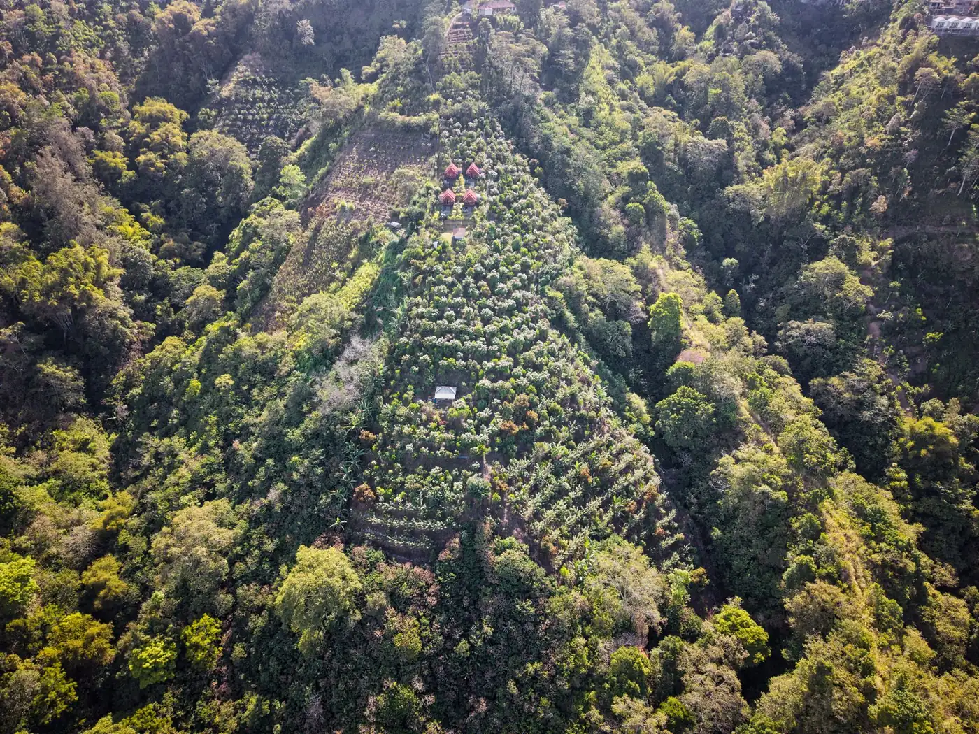 A hillside coffee smallholding with rows of coffee bushes in the highlands near Kintamani, Bali