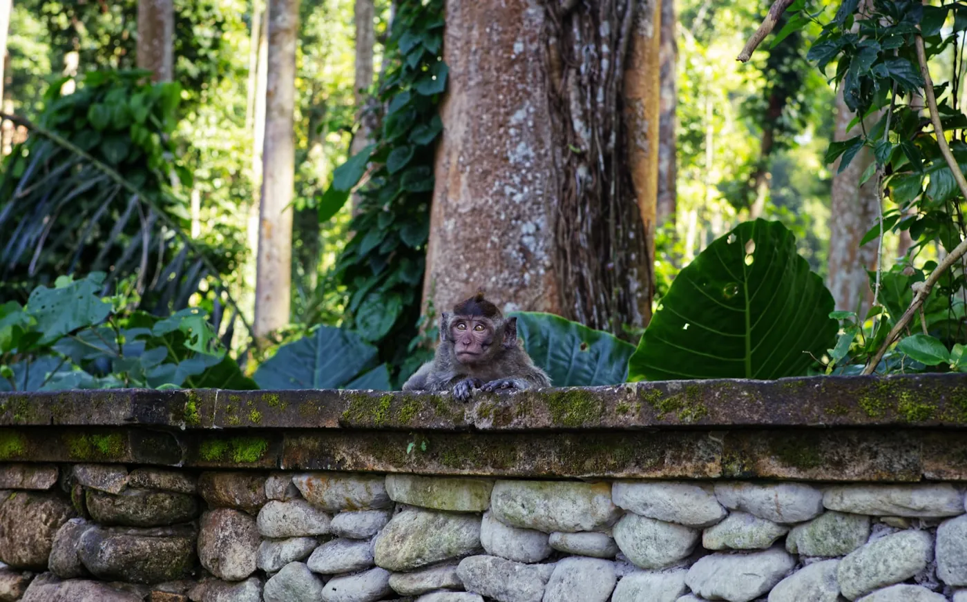 A long-tailed macaque peering over a mossy stone wall in a forest clearing in Bali