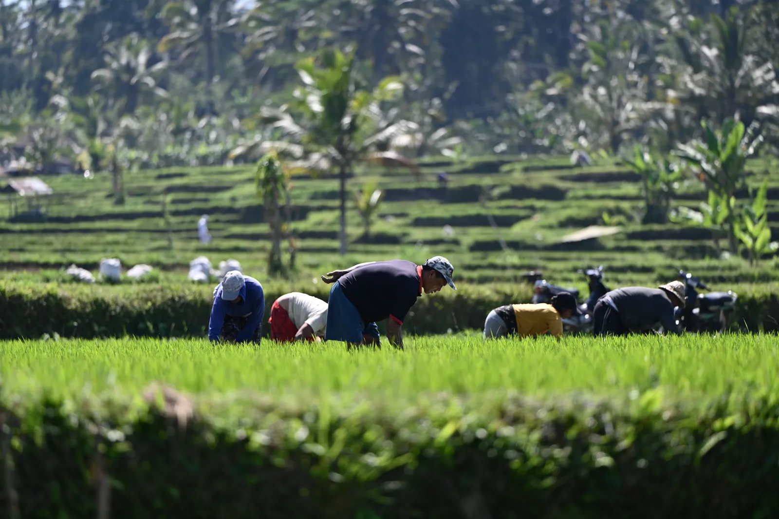 A cafe terrace with people working on laptops beside rice fields in Bali, Indonesia