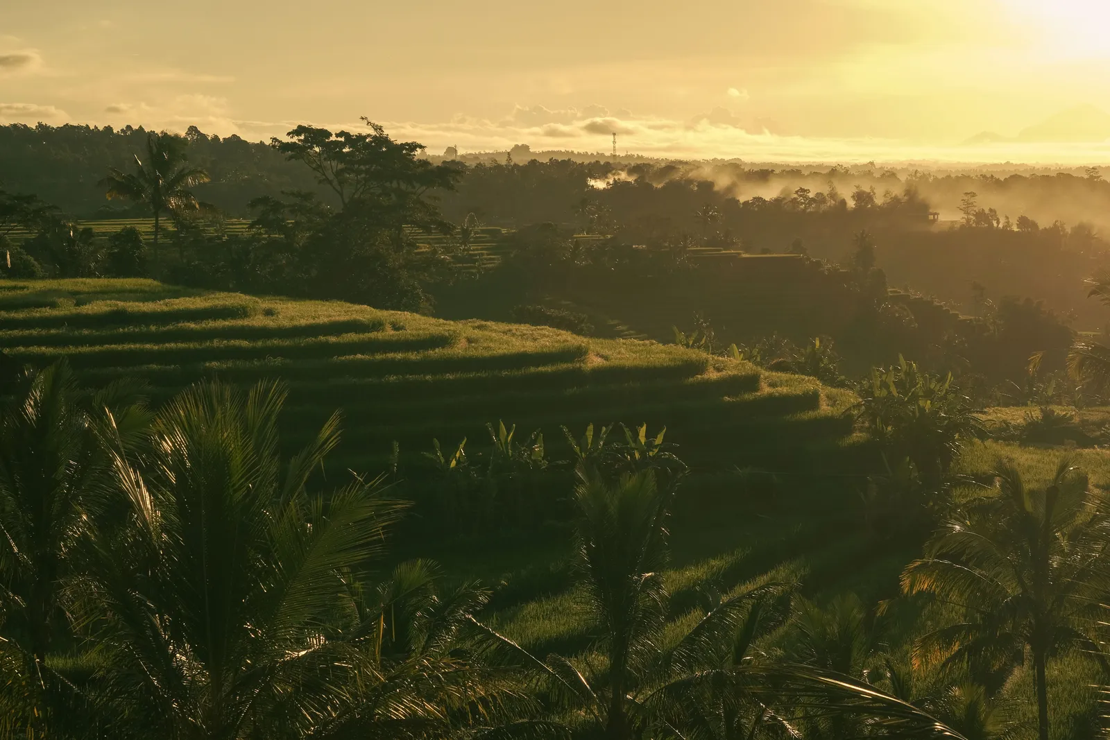 A private villa pool overlooking a green jungle valley at sunrise in Ubud, Bali, Indonesia