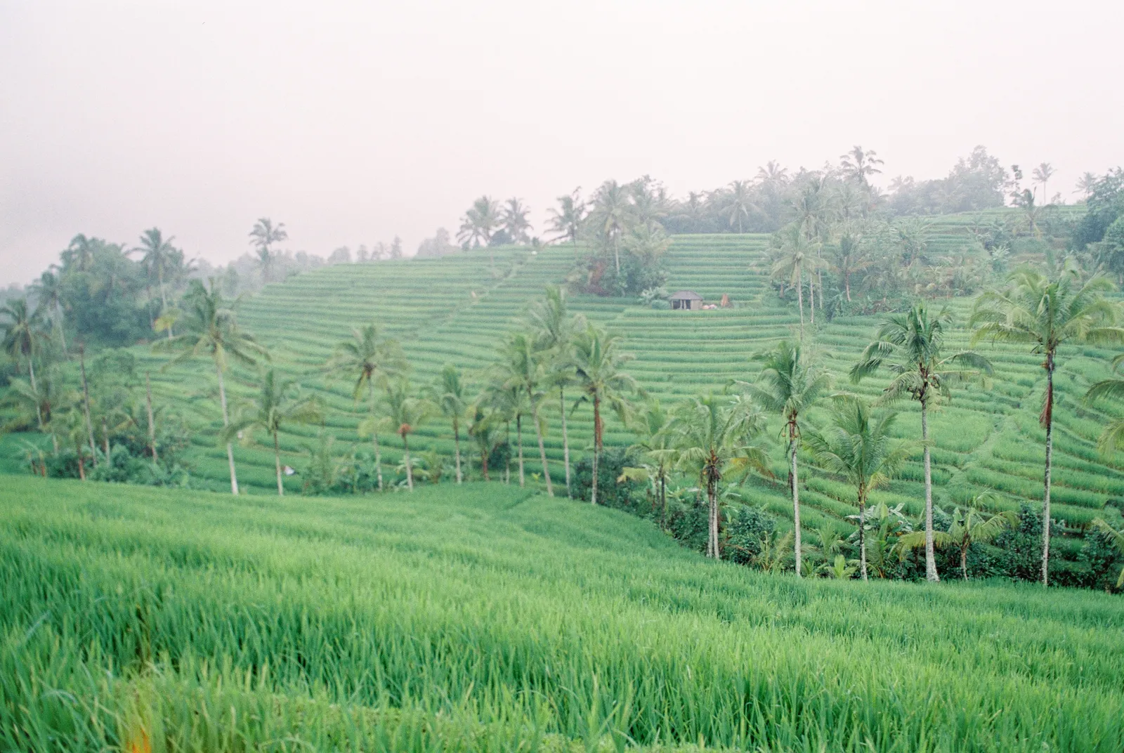 Wide green rice terraces stepping gently across a valley in Bali, dotted with coconut palms
