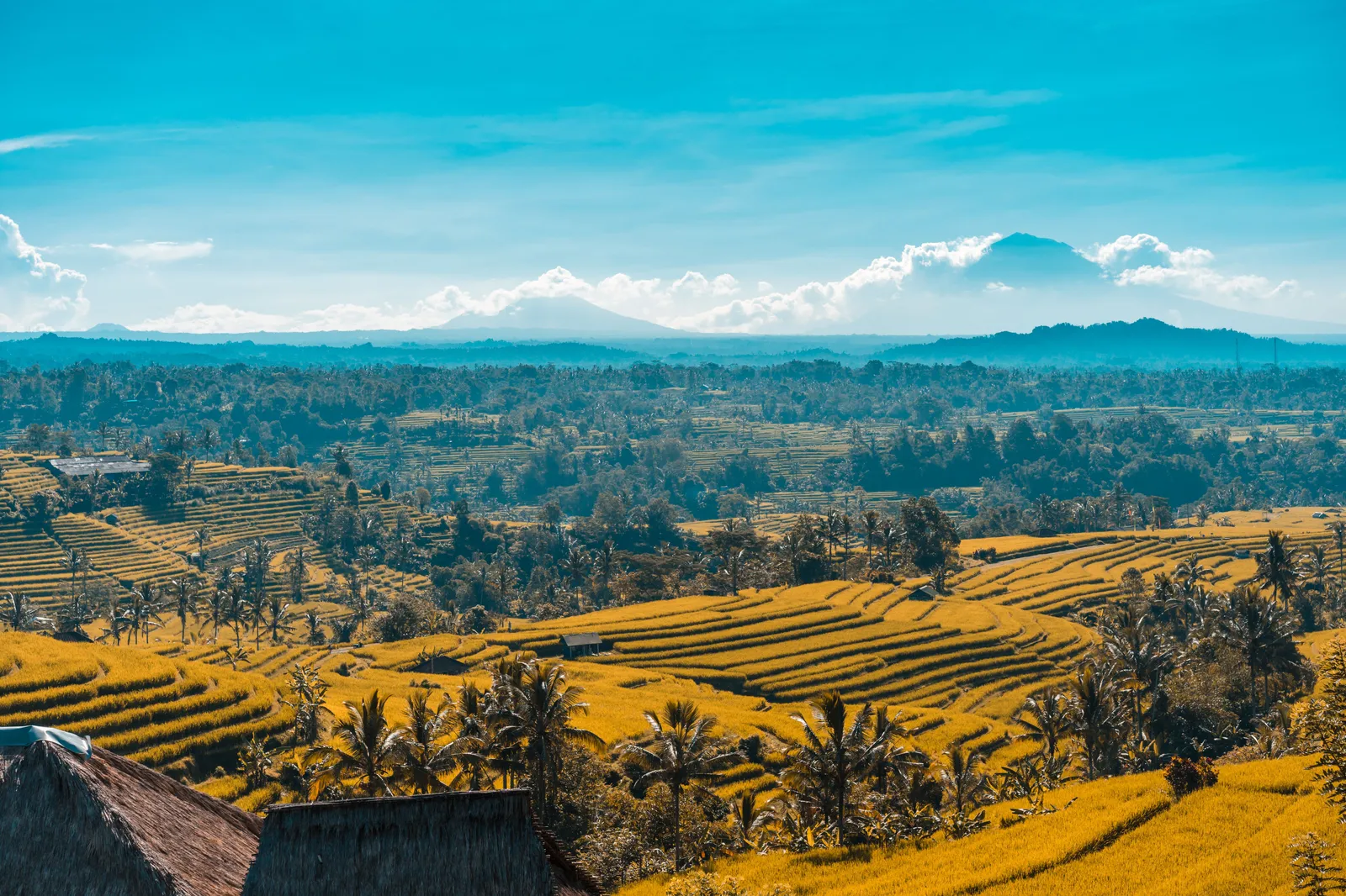 Golden ripening rice terraces at Jatiluwih, Bali, with the Batukaru mountains rising in the distance