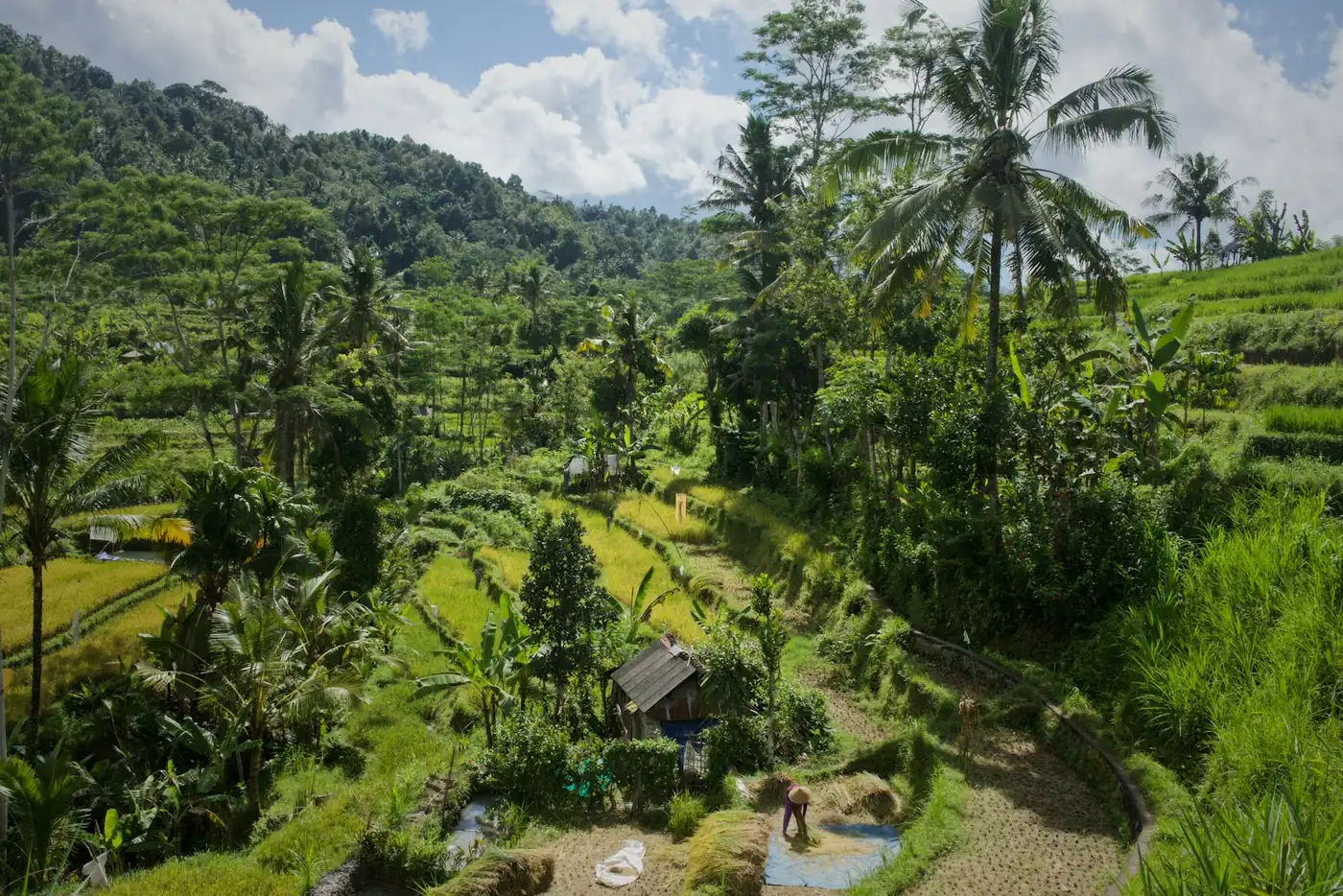 Green rice terraces and palms in the Balinese countryside