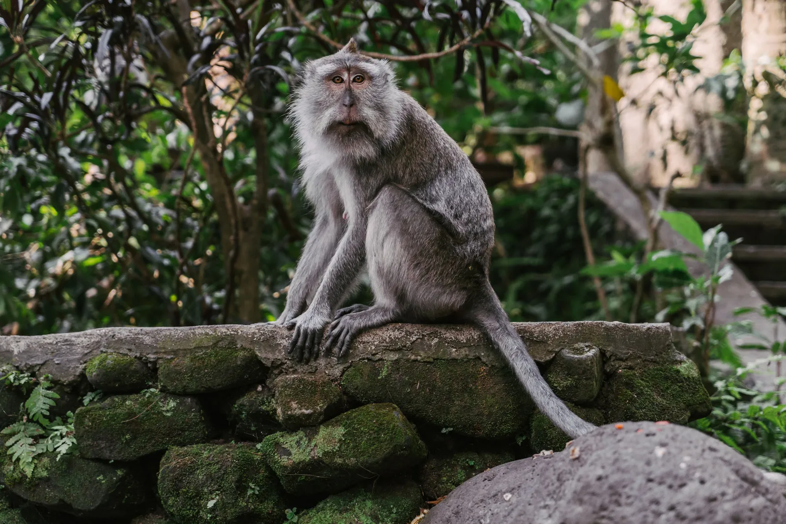 Long-tailed macaques sitting on a mossy stone wall in a forest sanctuary in Bali, Indonesia