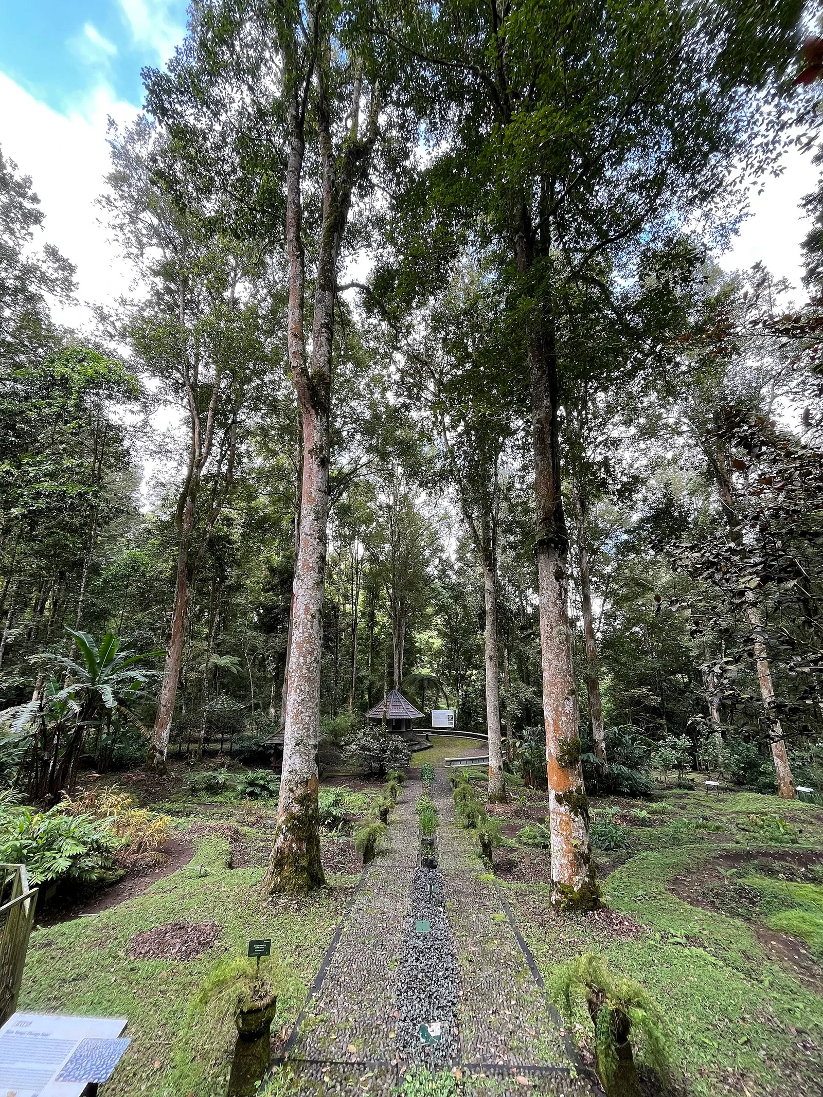 Tall trees in the highland forest at Bedugul, Bali