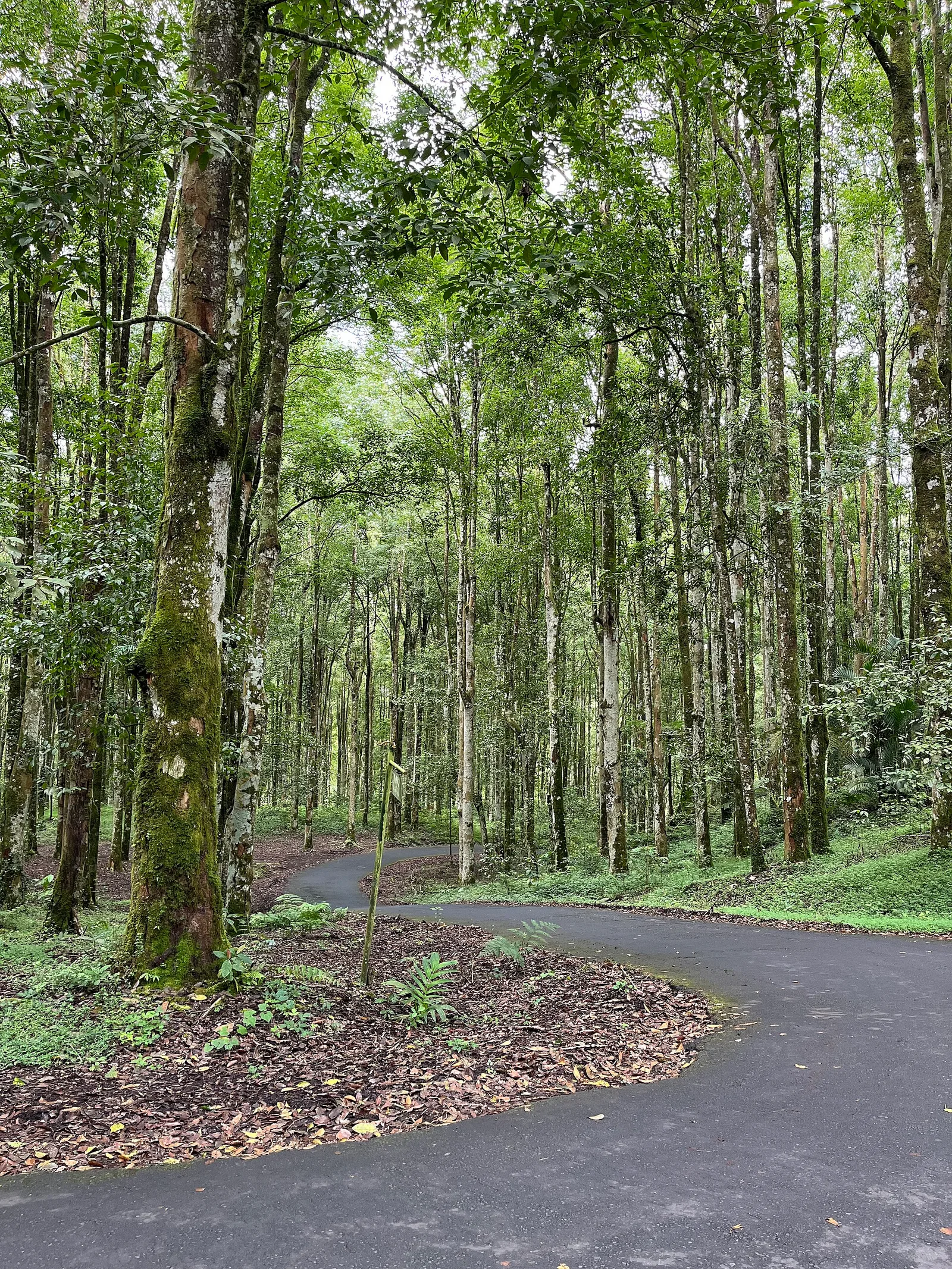 A waterfall in the green highlands near Bedugul, Bali