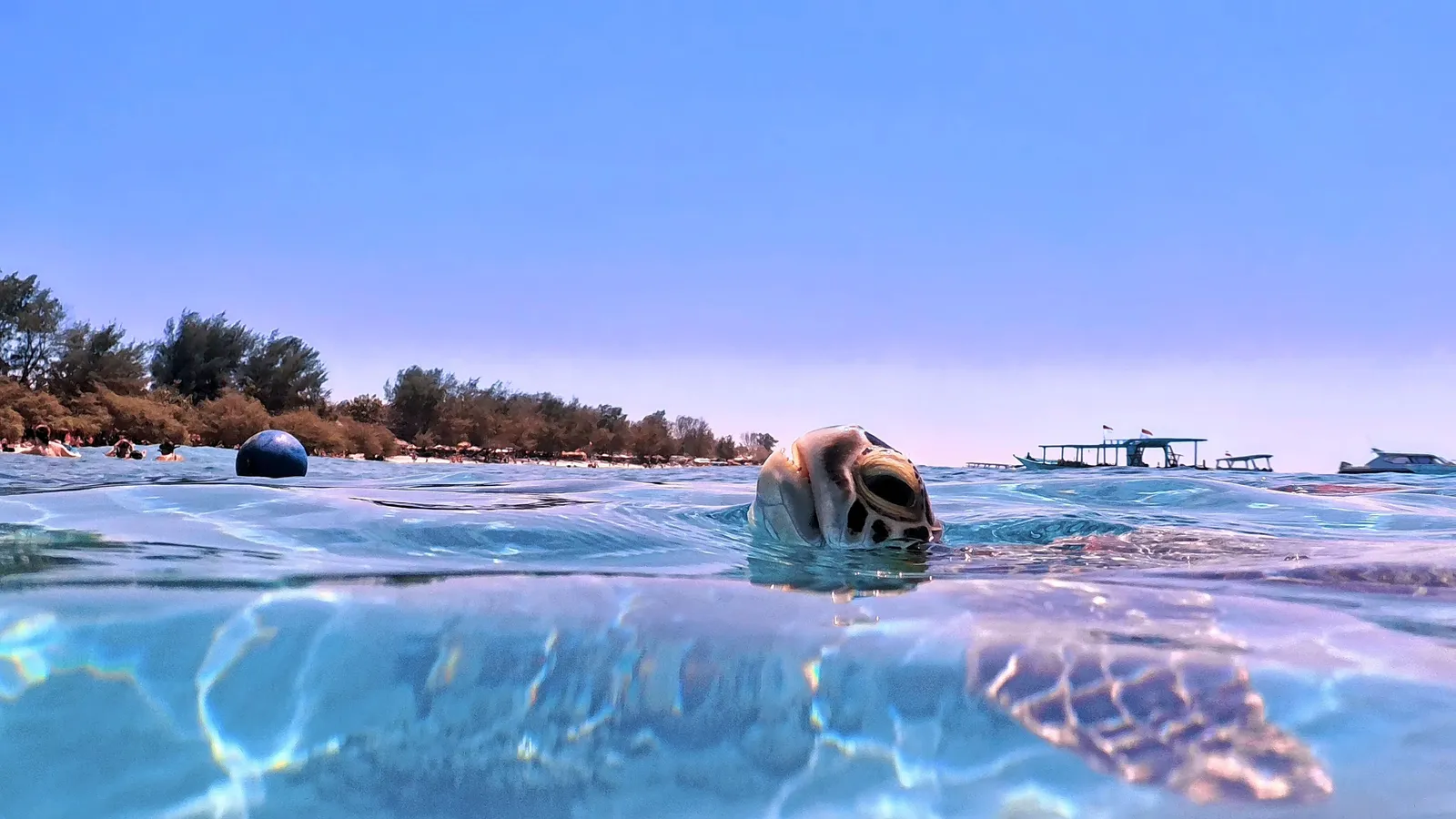 A sea turtle surfacing in the shallow water off one of the Gili Islands at dusk