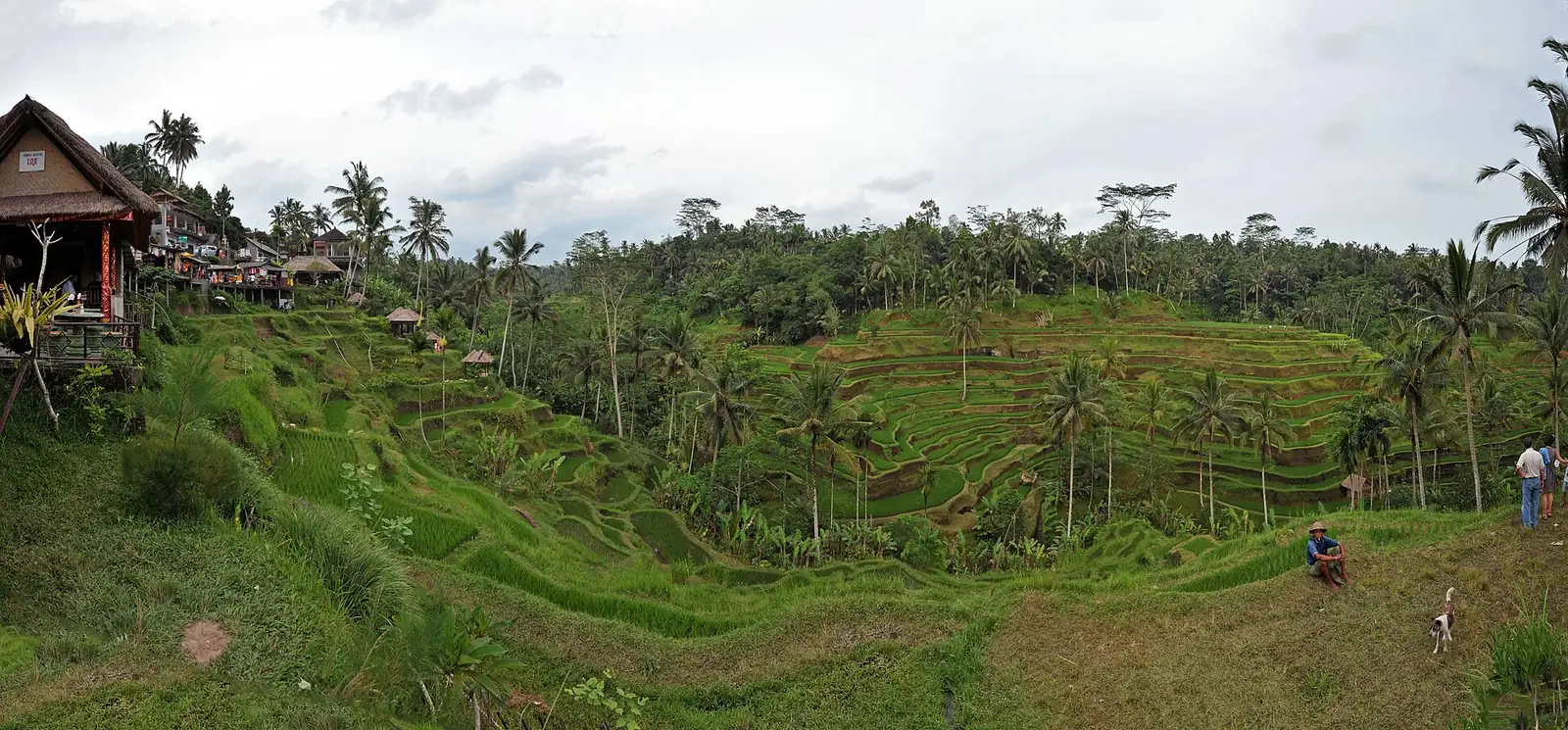 The terraced rice paddies of Tegallalang near Ubud, the classic Bali landscape