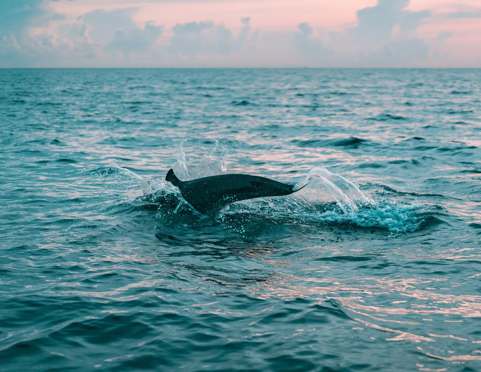 A dolphin surfacing in flat open water under a pink dawn sky