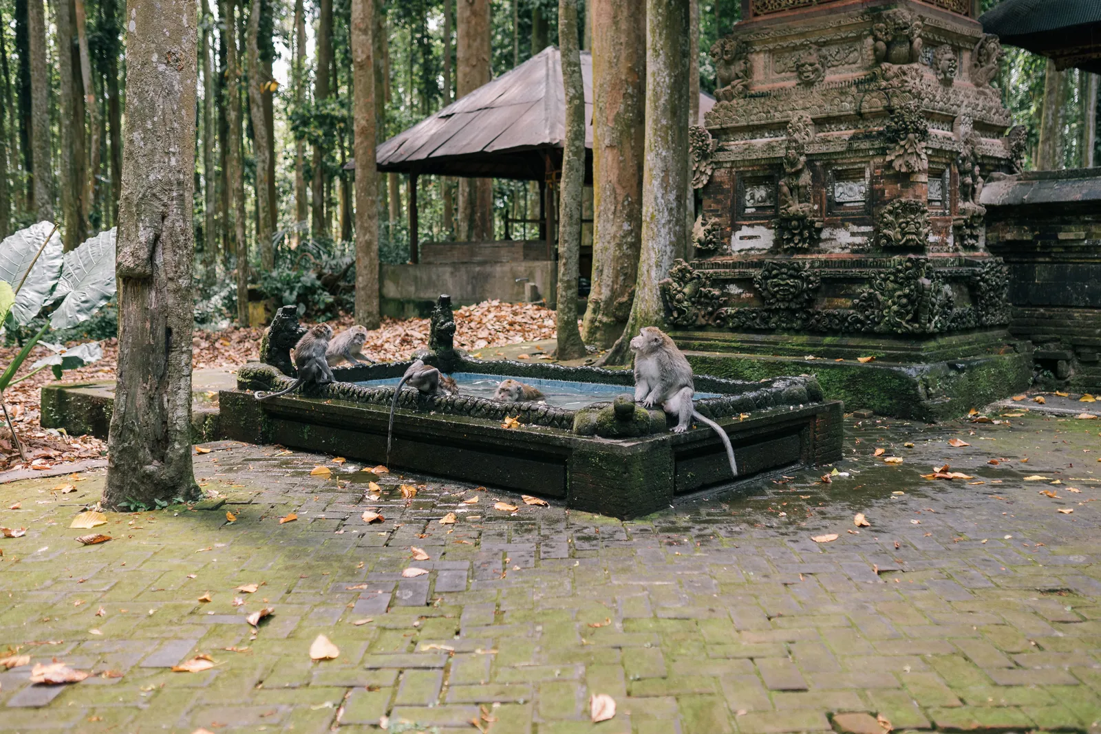 A carved stone water basin at a forest temple in Bali, with long tailed macaques sitting on the rim