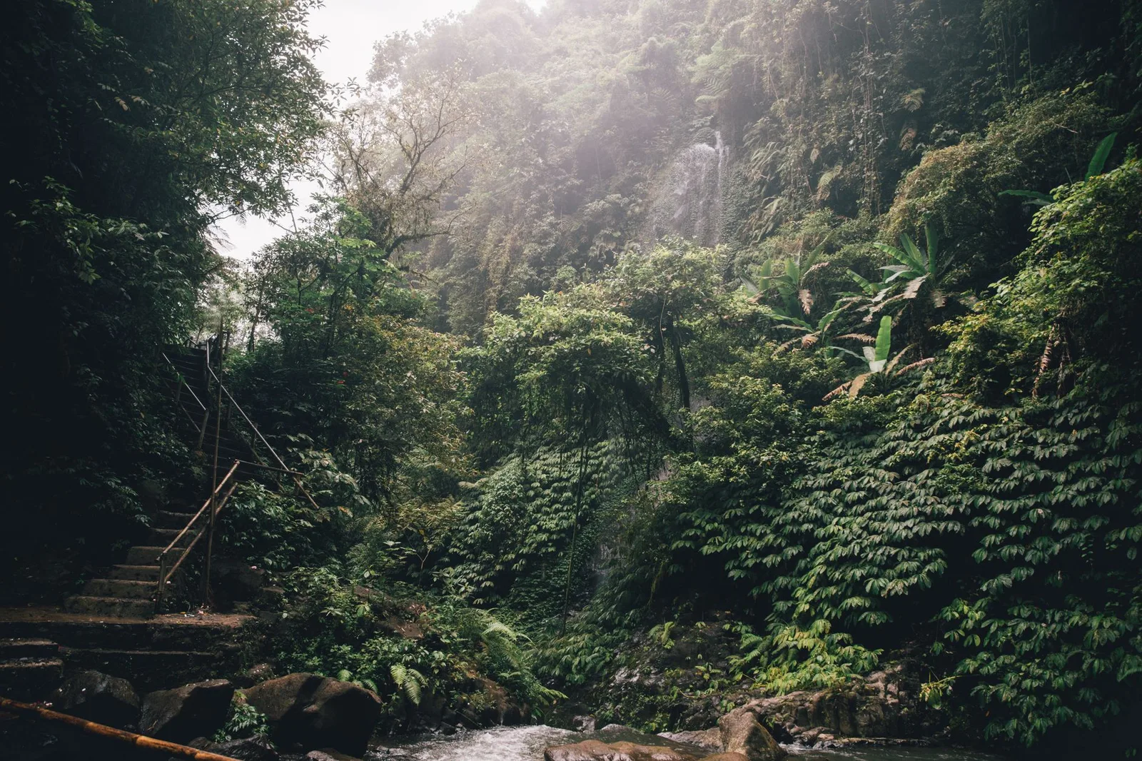 A forest path through dense green jungle in the Bali highlands