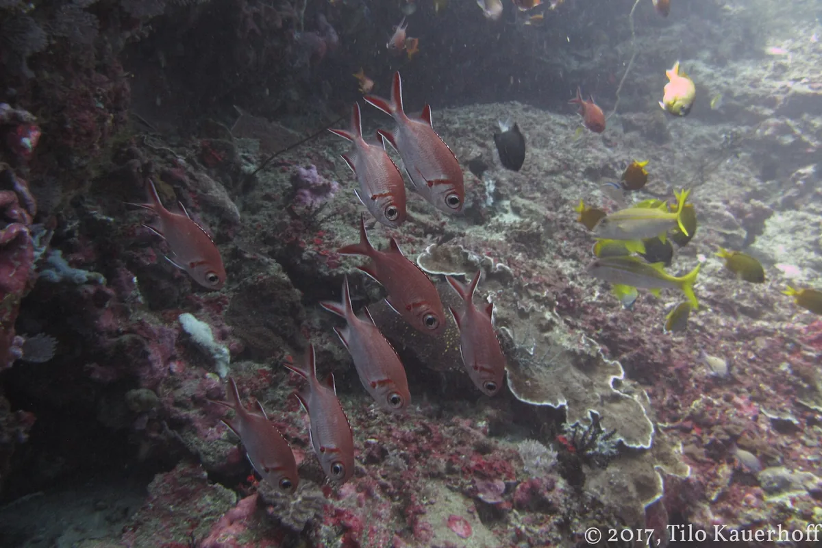 A reef with a shoal of fish below the surface