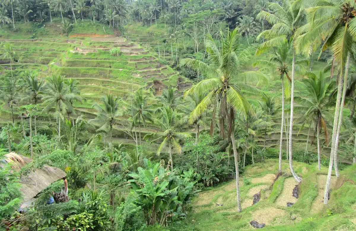 Green rice terraces between coconut palms