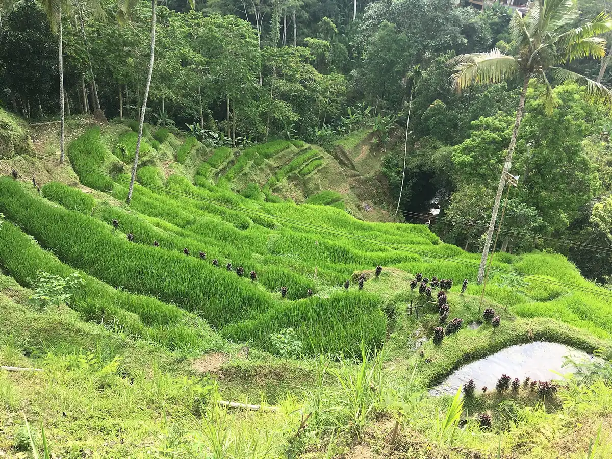 Green rice terraces stepping down a hillside between tall palms