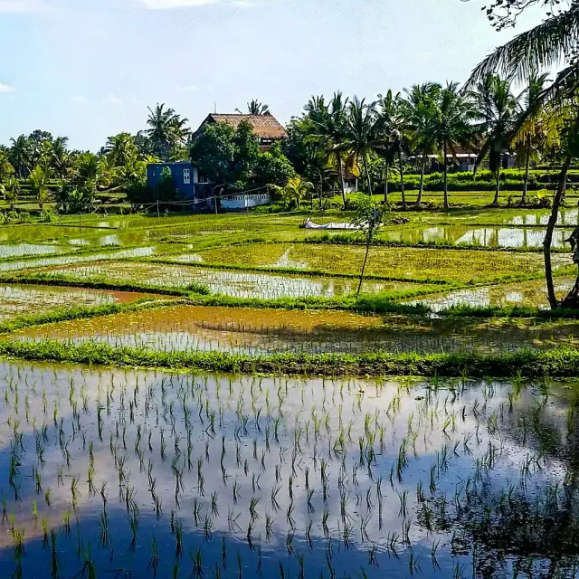 Flooded rice paddies with young shoots, palm trees and a village house behind