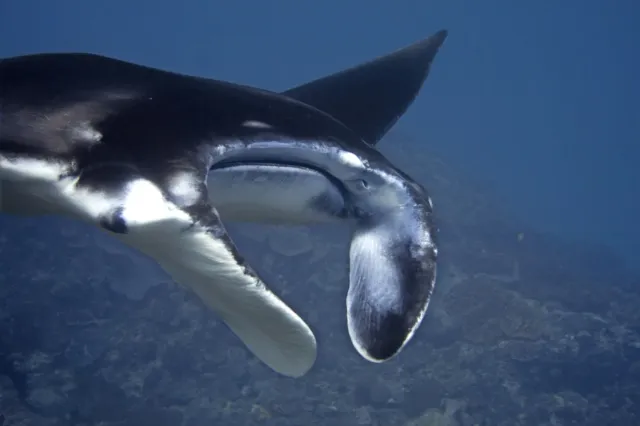 A large manta ray gliding through clear blue water