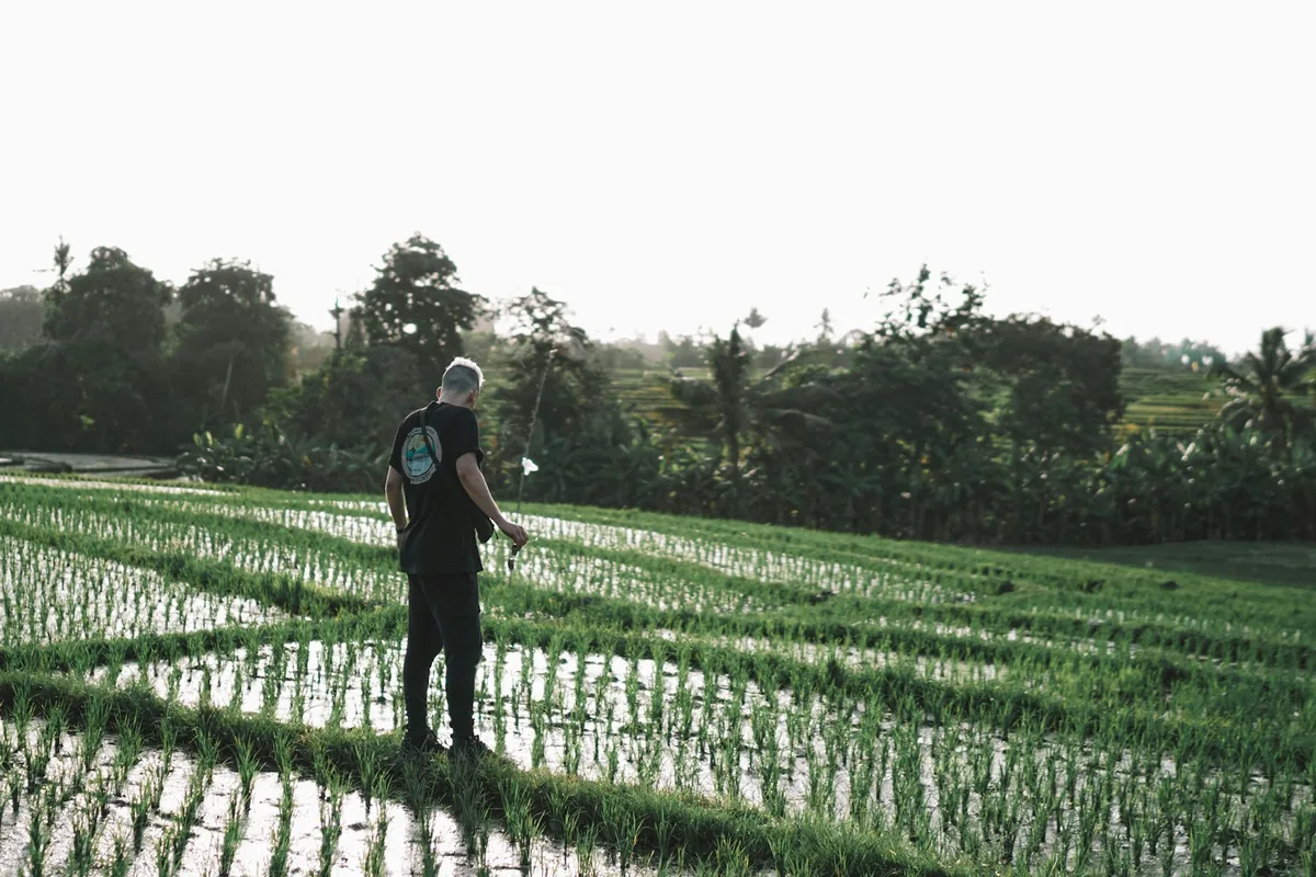 A person walking a path between rice fields