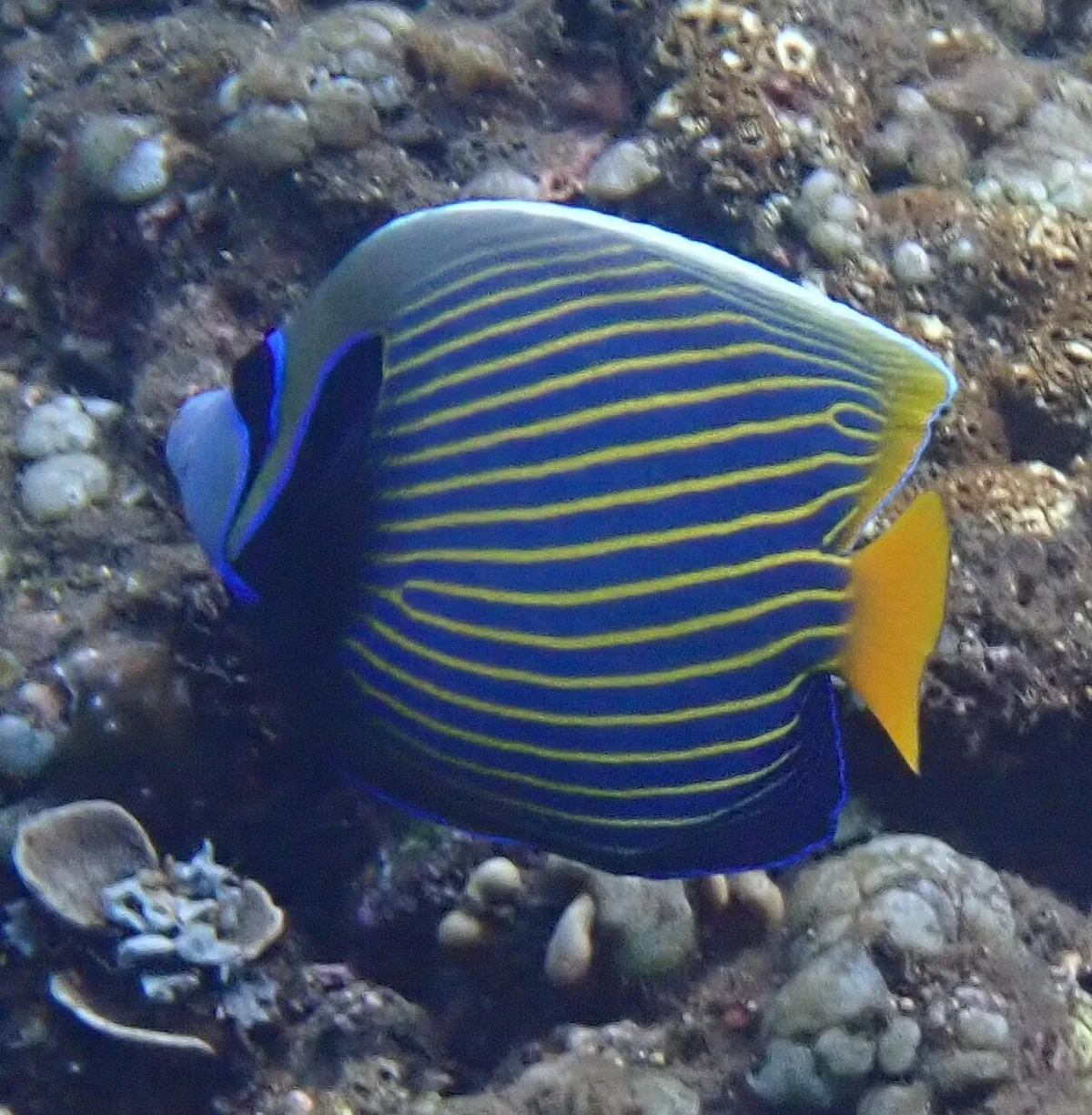 A blue and yellow angelfish above a reef