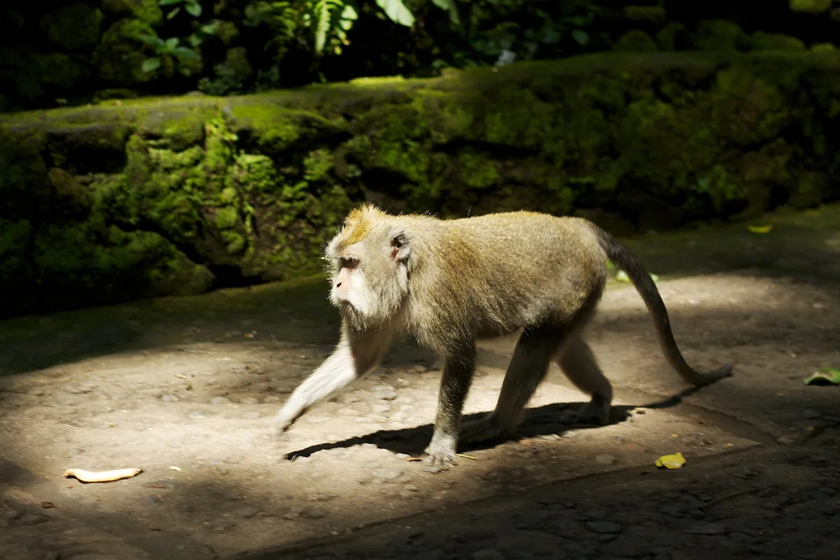 A macaque crossing a sunlit stone path between moss covered walls