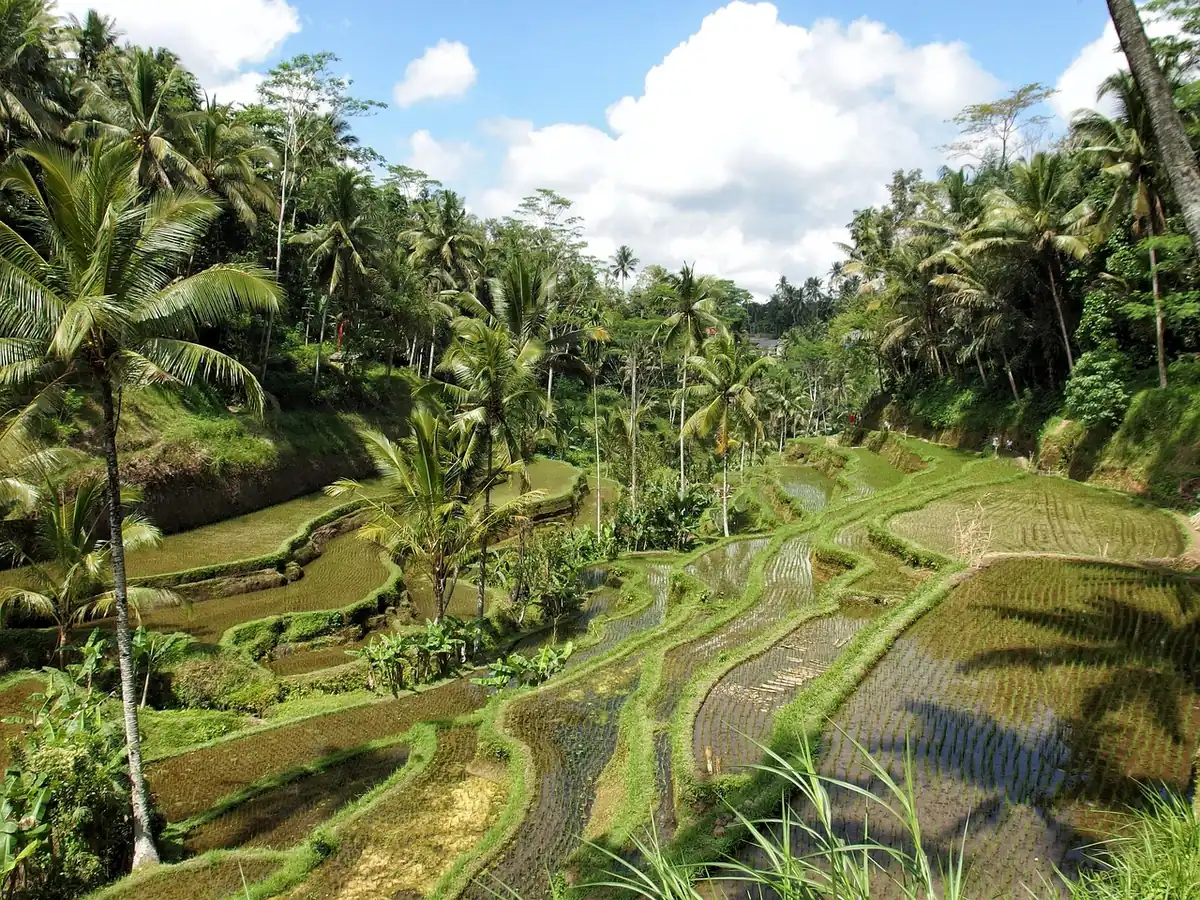 Green rice terraces between palms