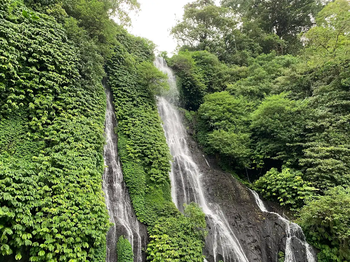 Two strands of water falling down a fern covered rock wall in dense rainforest