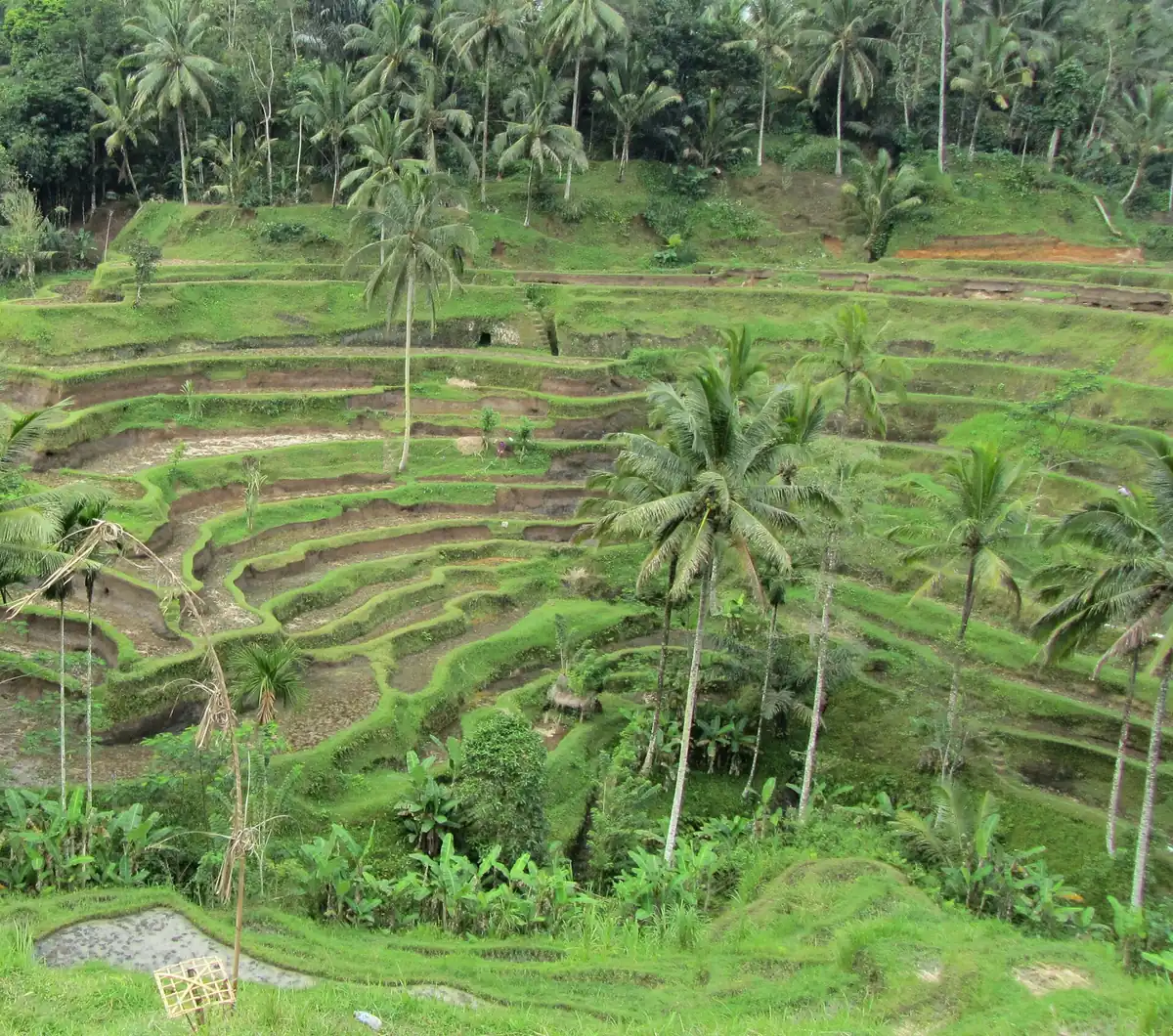 Green rice terraces stepping down a hillside with tall palms rising between them