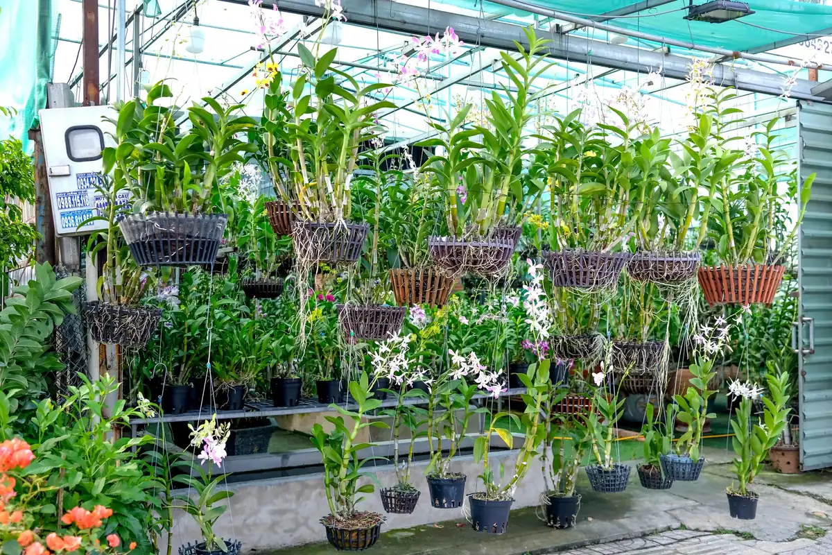 Hanging orchids in a greenhouse