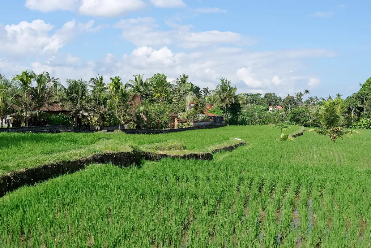 Green rice fields dotted with palms