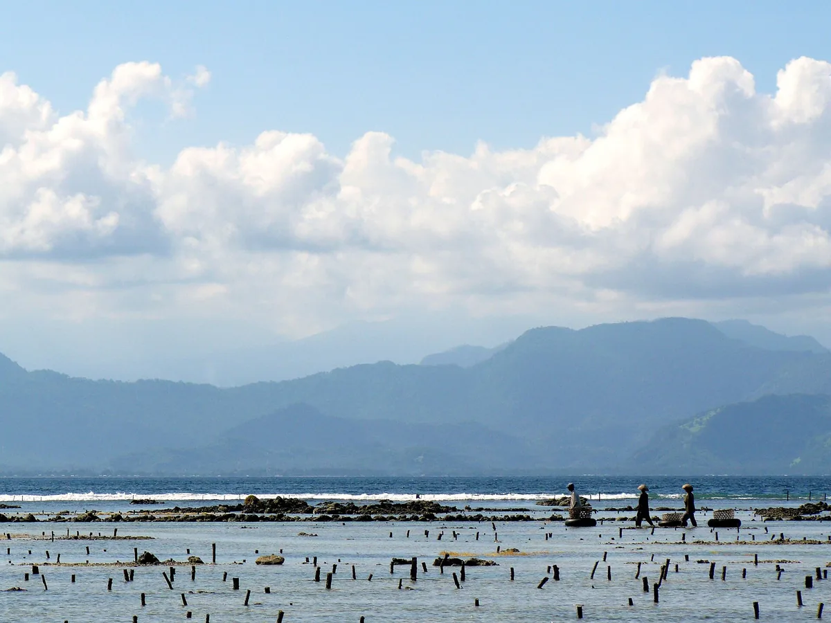 Seaweed plots in the shallows