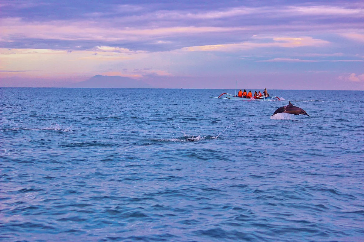 Dolphins in open water at sunrise