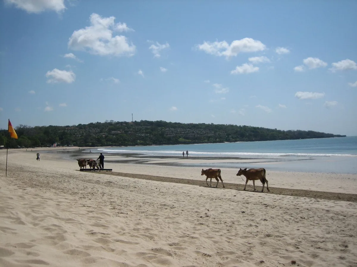 A wide sandy bay with cattle walking along the shoreline and a green headland behind