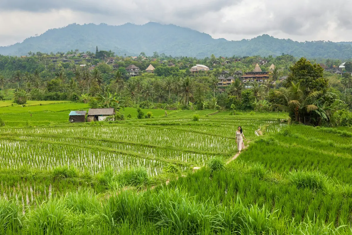 Green rice terraces in the Sidemen valley
