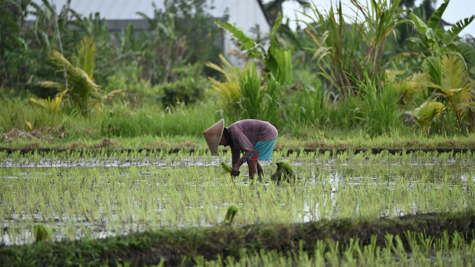 A farmer working in a flooded rice field in Bali