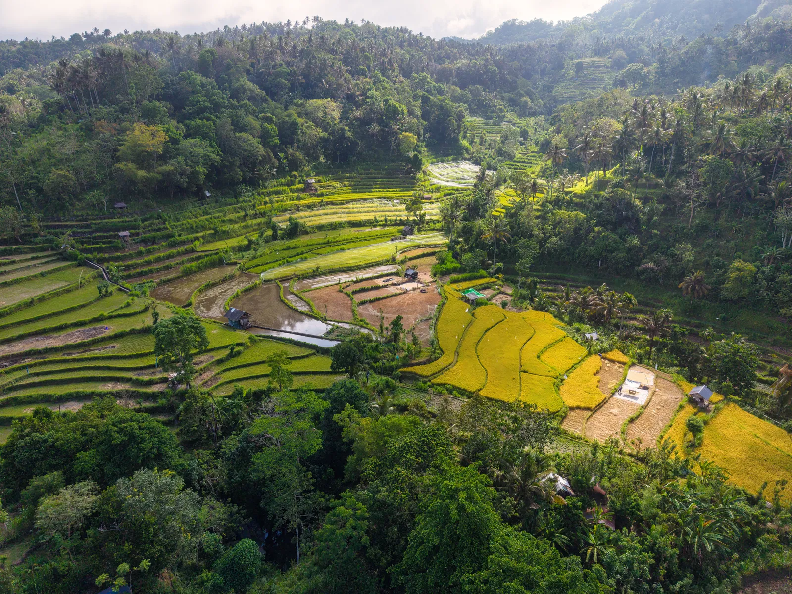 Rice terraces in the green countryside of the Tabanan regency near Tanah Lot, Bali