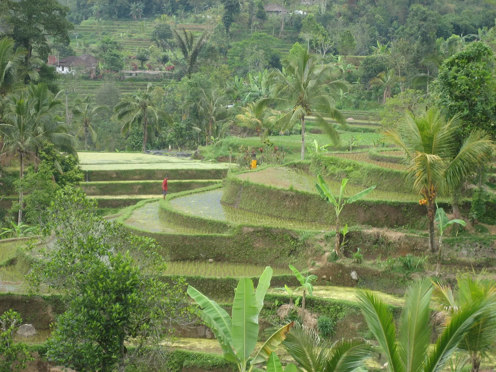 Terraced green rice paddies with palm trees near Ubud, Bali